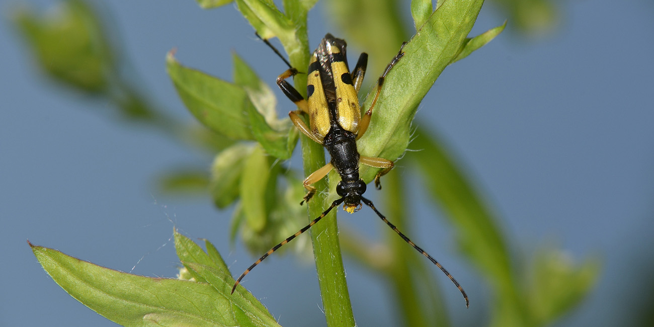 Cerambycidae: Leptura maculata?  ora, Rutpela maculata maculata  m & fa